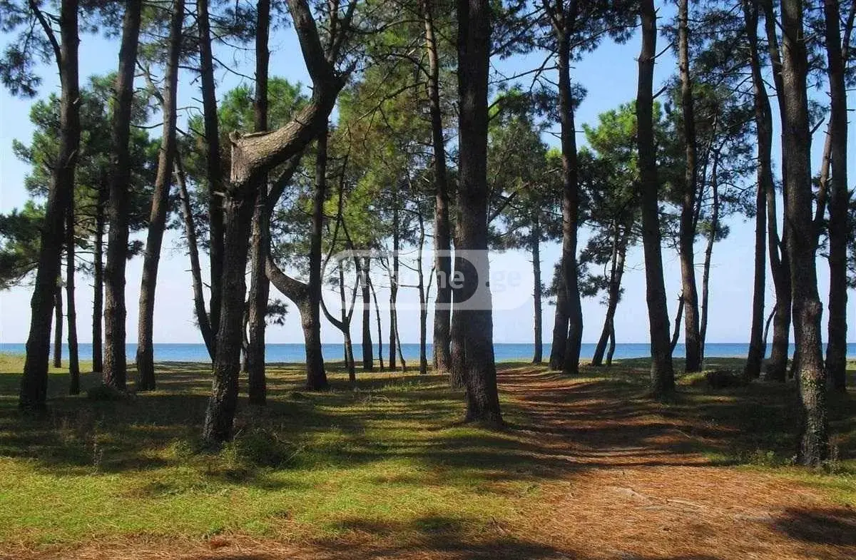 For Sale Ara Sasoplo-Sameurneo Land Plot Ozurgetis Munitsipalitetshi view 5