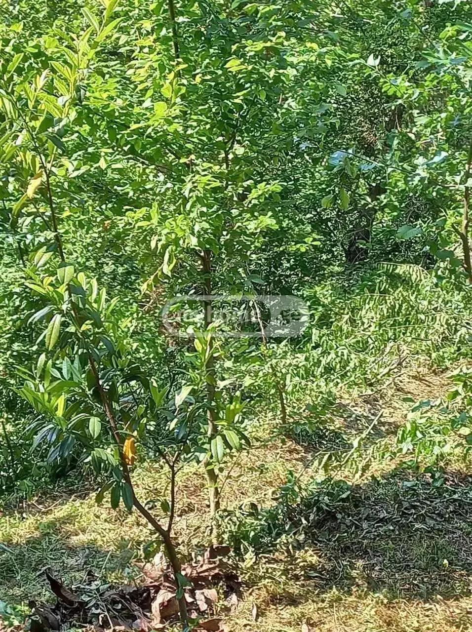 For Sale Sasoplo-Sameurneo Land Plot Khelvachauris Munitsipalitetshi view 4