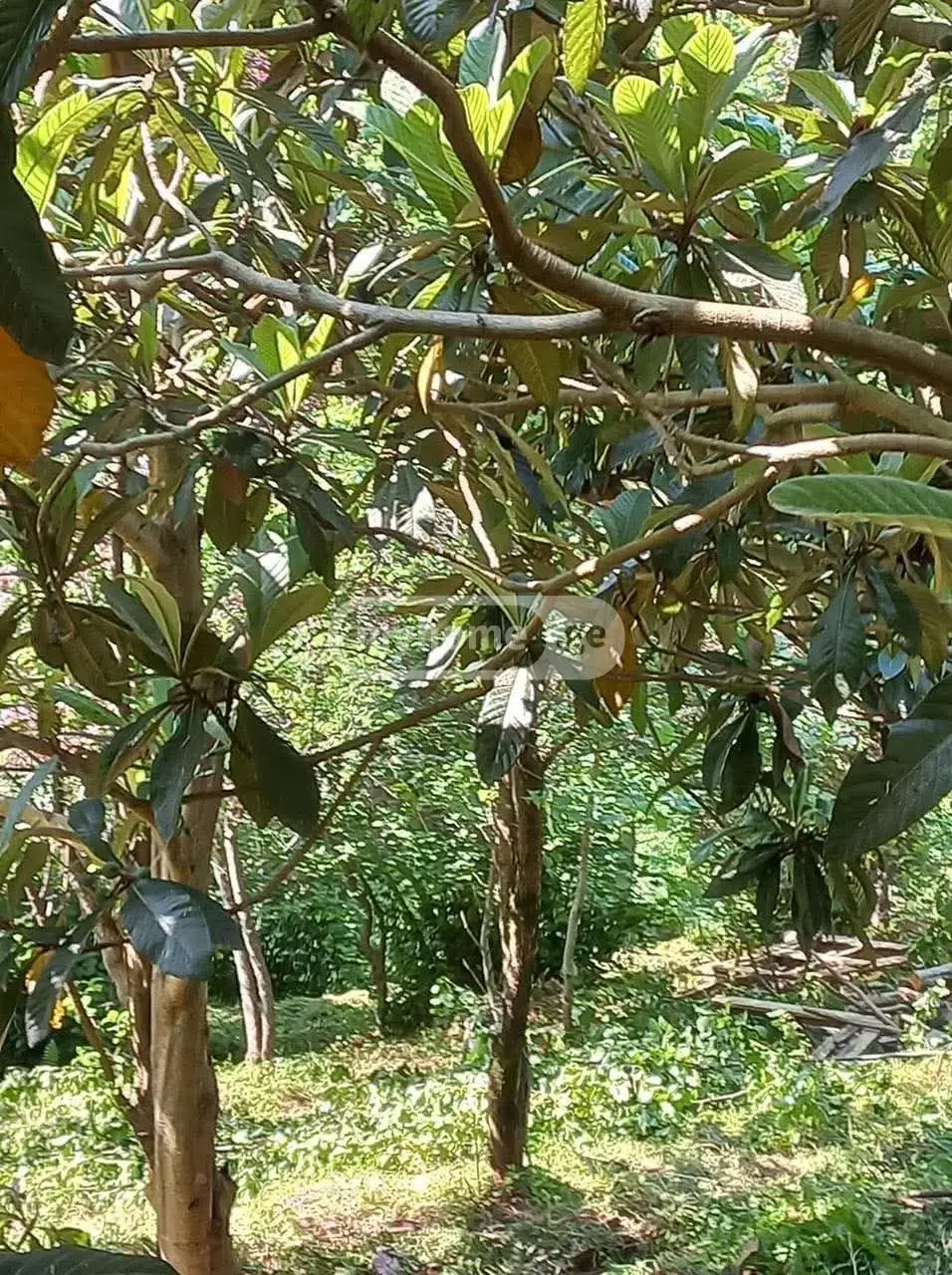 For Sale Sasoplo-Sameurneo Land Plot Khelvachauris Munitsipalitetshi view 2