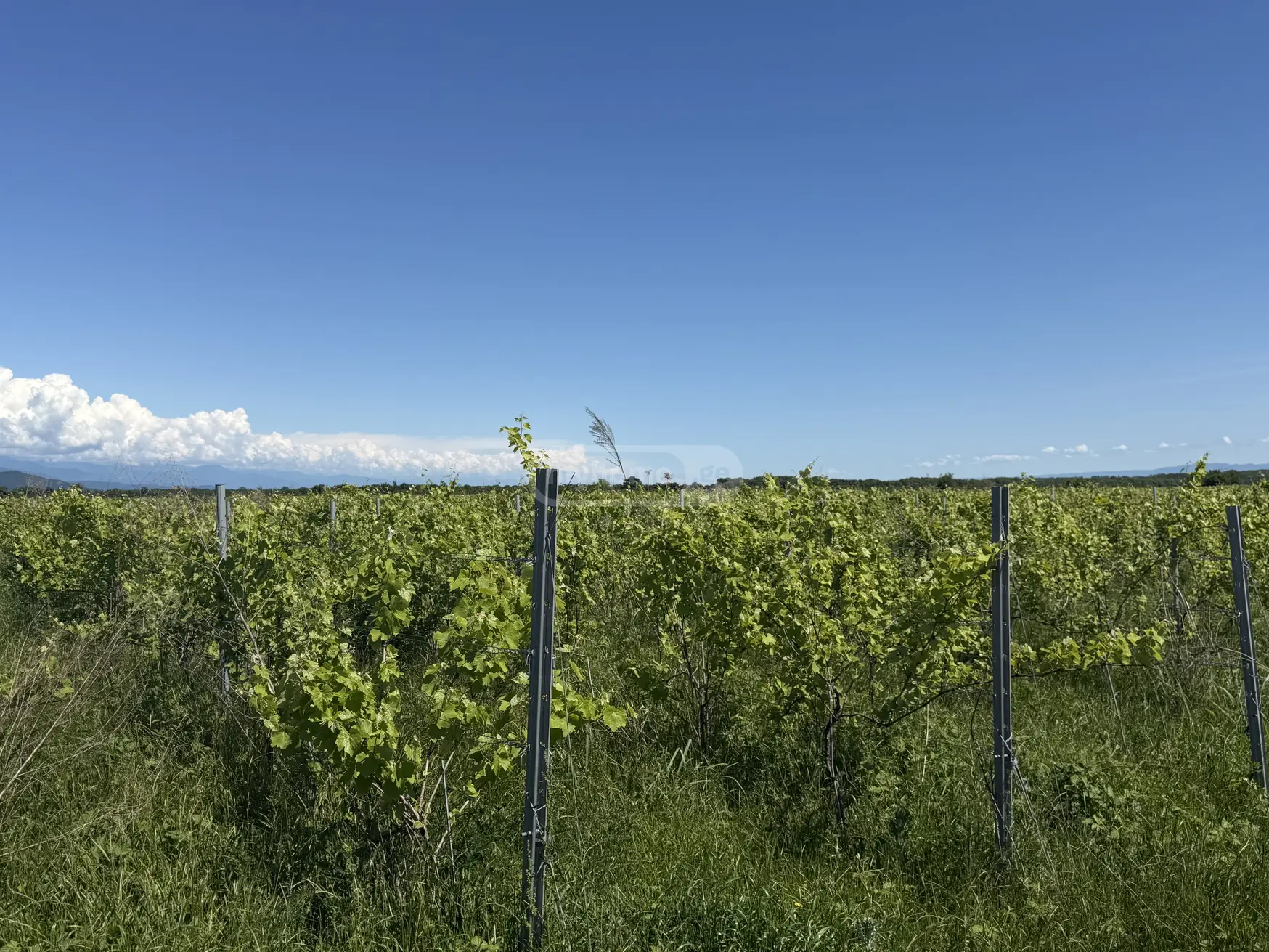 Продажа Земля / участок в Qvarelshi view 1