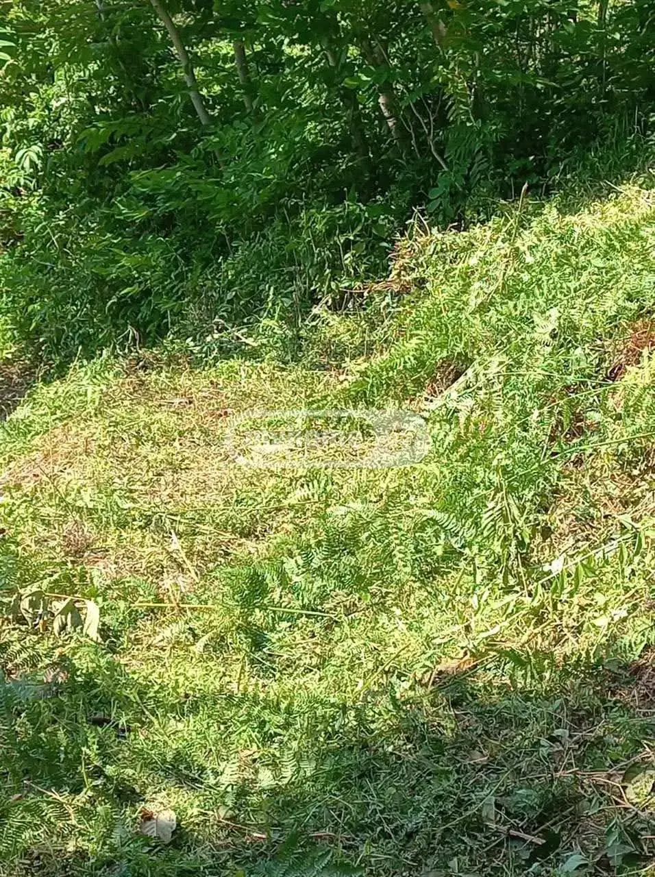For Sale Sasoplo-Sameurneo Land Plot Khelvachauris Munitsipalitetshi view 5