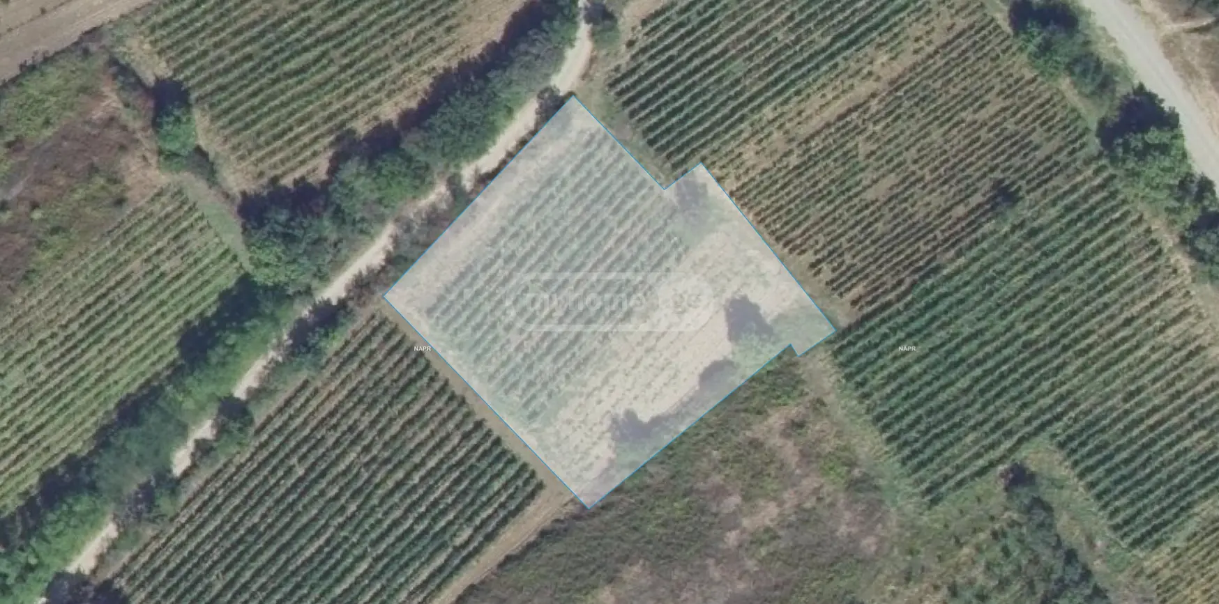 For Sale Sasoplo-Sameurneo Land Plot Gurjaanis Munitsipalitetshi view 1