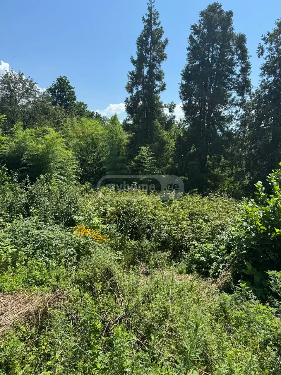 For Sale Sasoplo-Sameurneo Land Plot In Batumi, 5 of 5