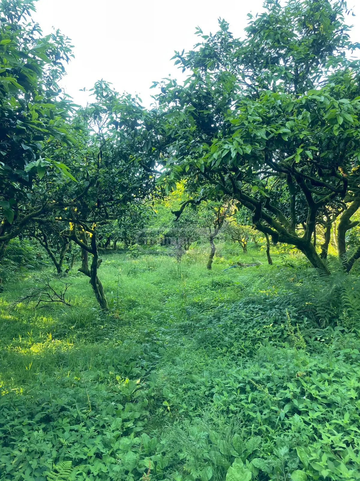 For Sale 6 Room Private House Khelvachauris Munitsipalitetshi view 7