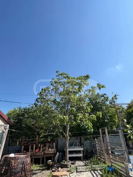 For Sale 3 Room Private House, 9 of 12