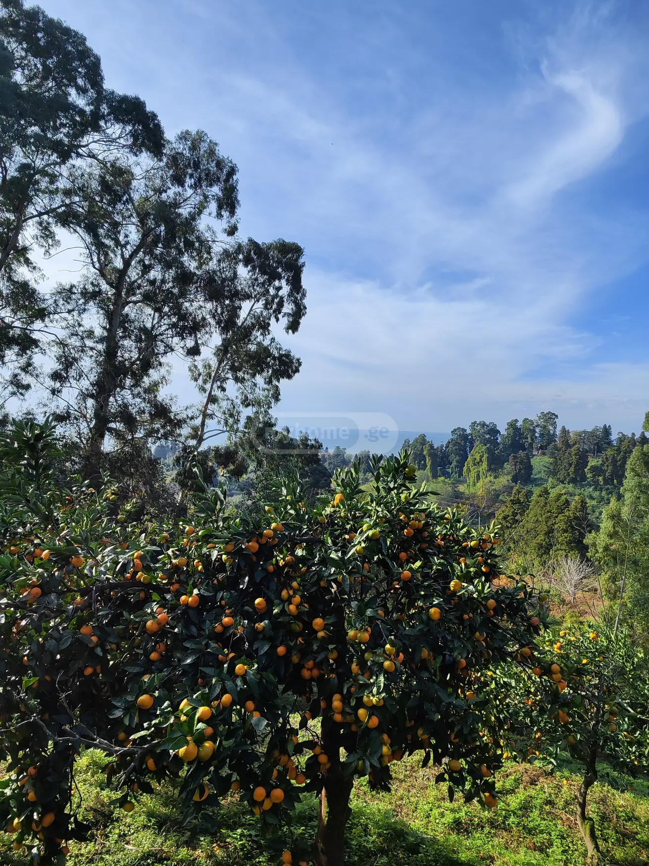 For Sale Sasoplo-Sameurneo Land Plot Kobuletis Munitsipalitetshi view 4