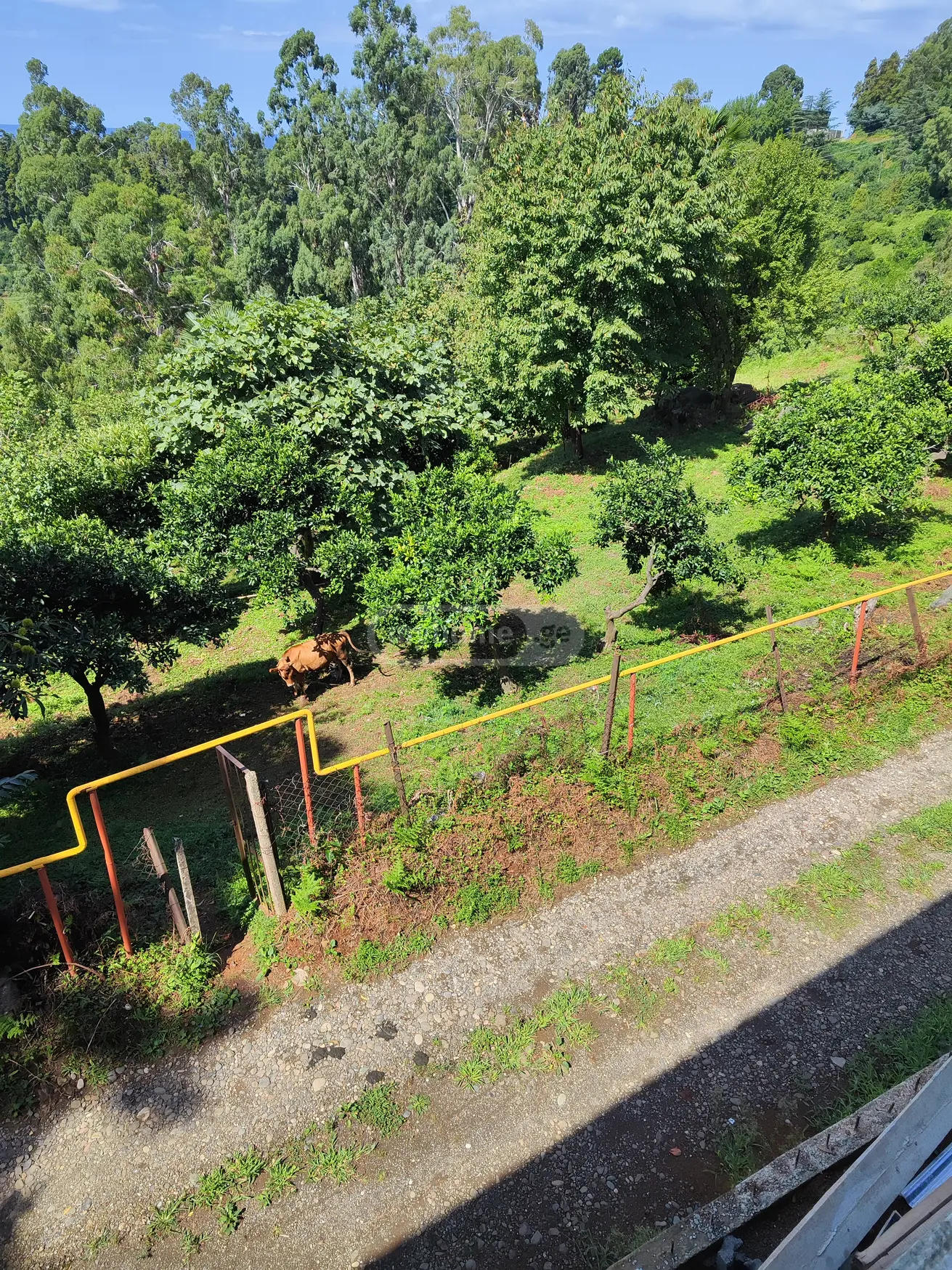 For Sale Sasoplo-Sameurneo Land Plot Kobuletis Munitsipalitetshi view 7