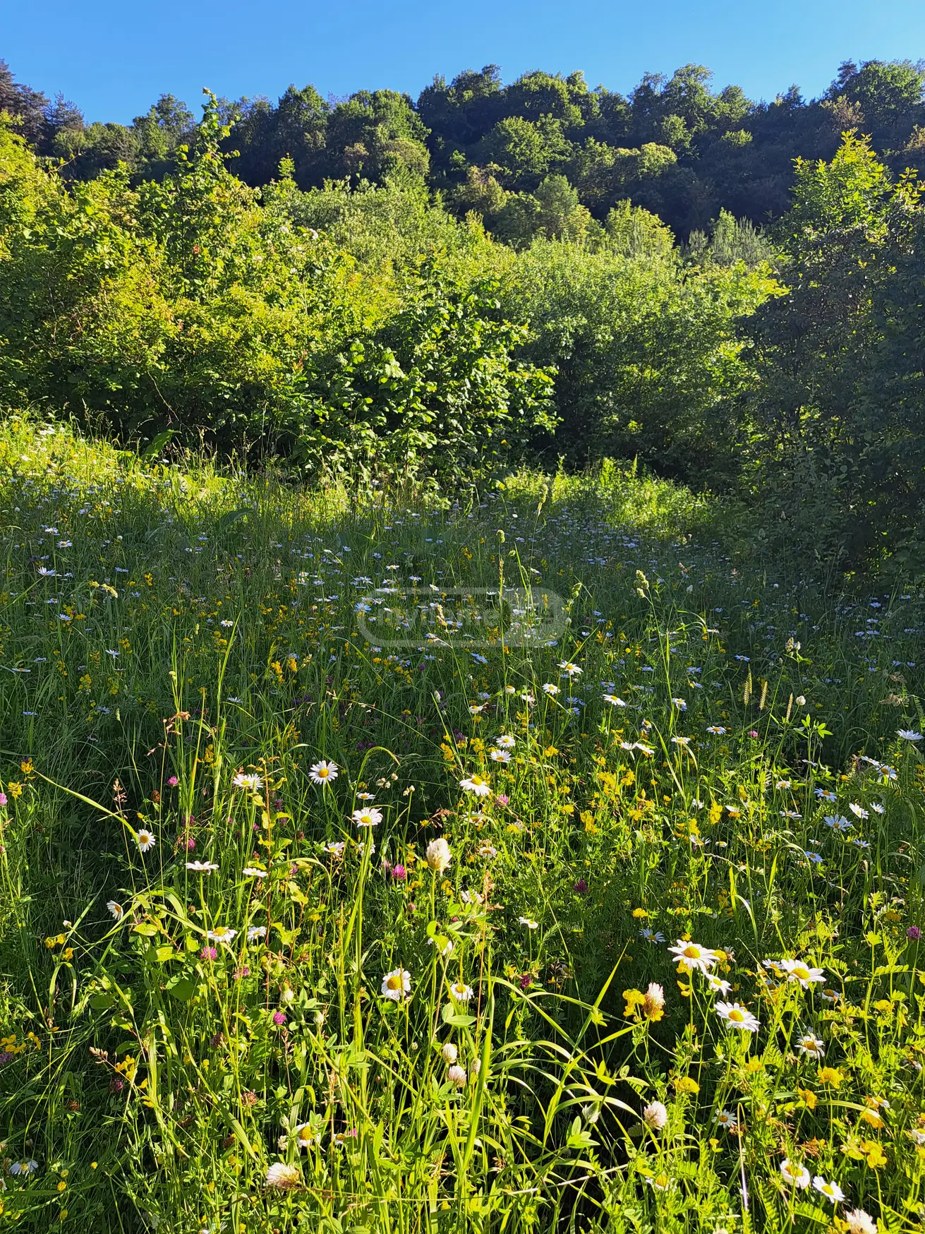 For Sale Sasoplo-Sameurneo Land Plot Ambrolaurshi view 6