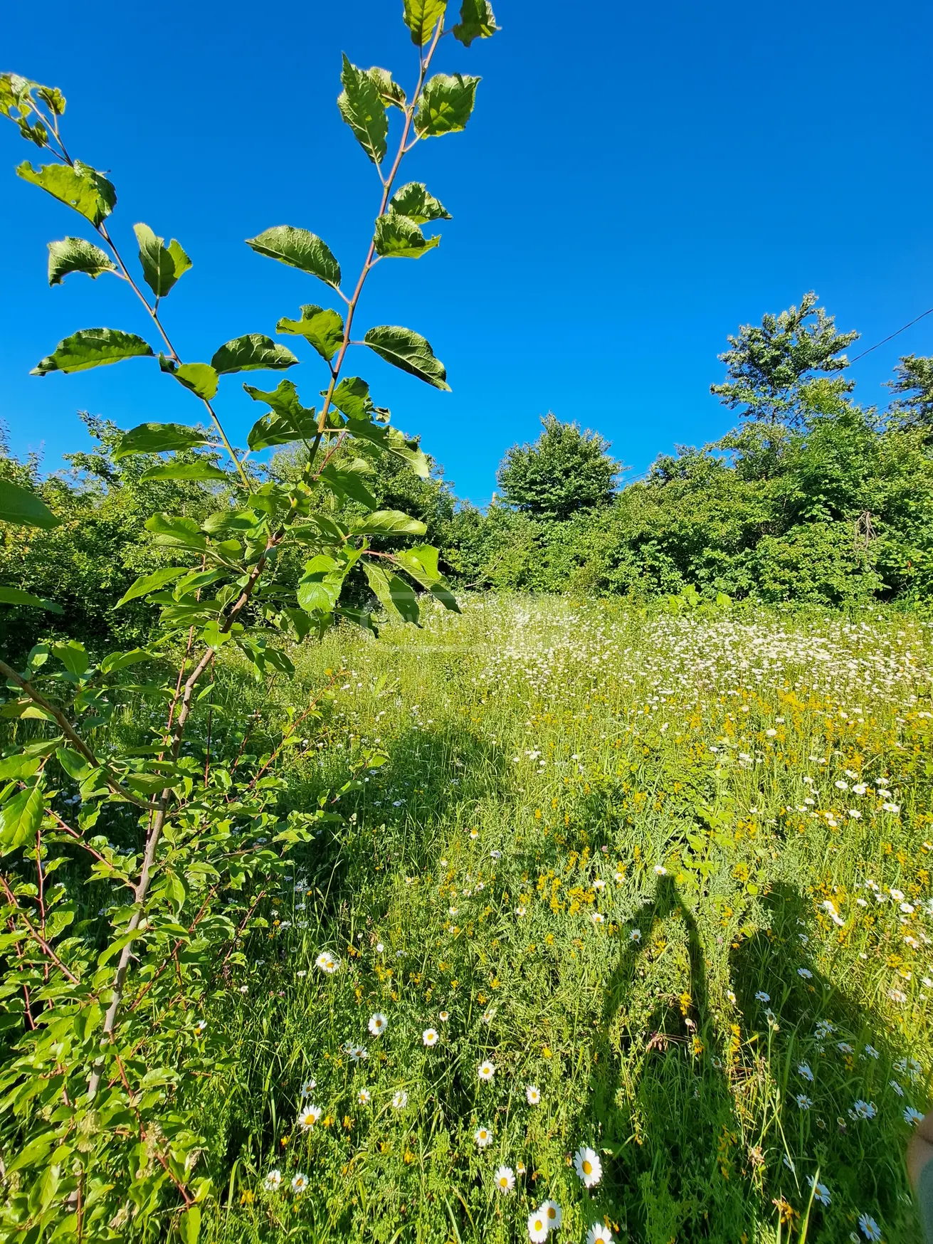 For Sale Sasoplo-Sameurneo Land Plot Ambrolaurshi view 5