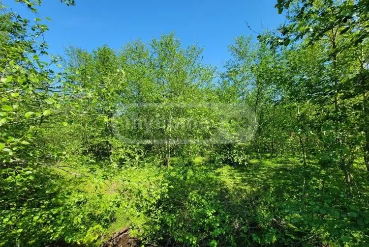 For Sale Sasoplo-Sameurneo Land Plot Ozurgetis Munitsipalitetshi view 2