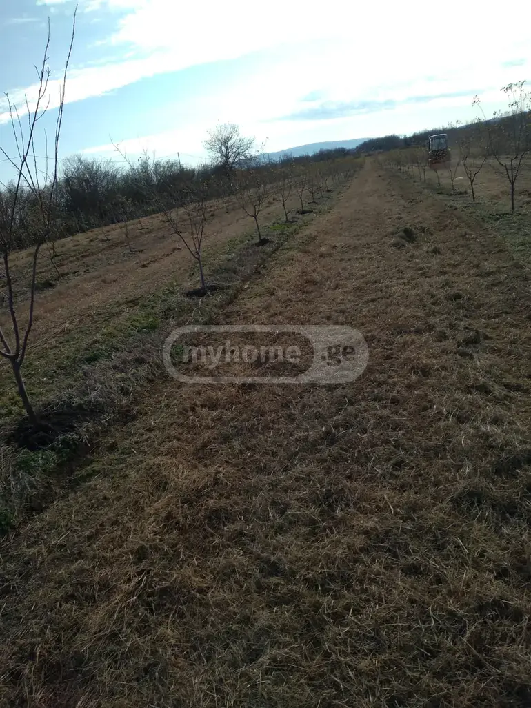 For Sale Sasoplo-Sameurneo Land Plot Senakshi view 8