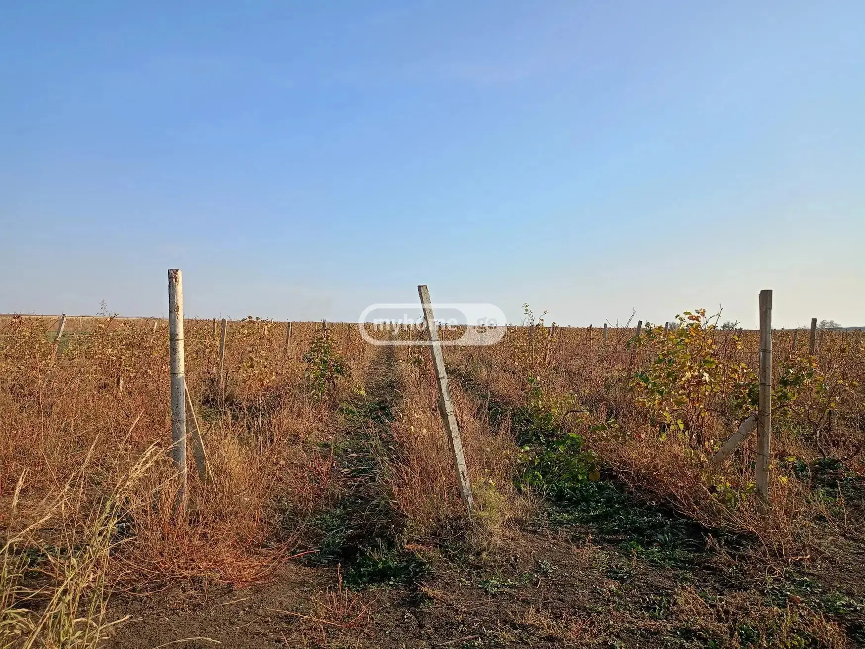 For Sale Sasoplo-Sameurneo Land Plot Sighnaghshi view 1