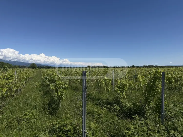 Продажа Земля / участок в Qvarlis Munitsipalitetshi view 5