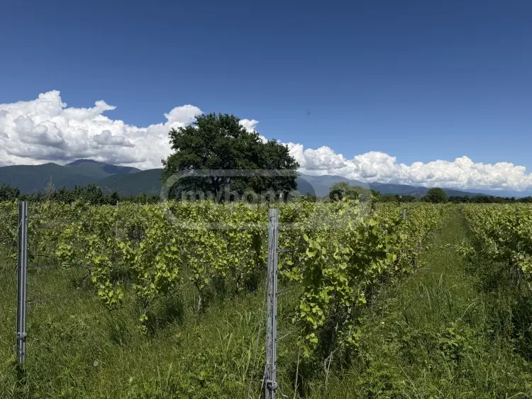 For Sale Sasoplo-Sameurneo Land Plot Qvarlis Munitsipalitetshi view 5