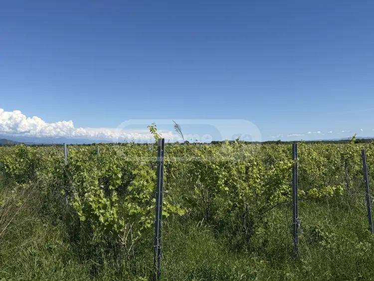 For Sale Sasoplo-Sameurneo Land Plot Qvarlis Munitsipalitetshi view 7
