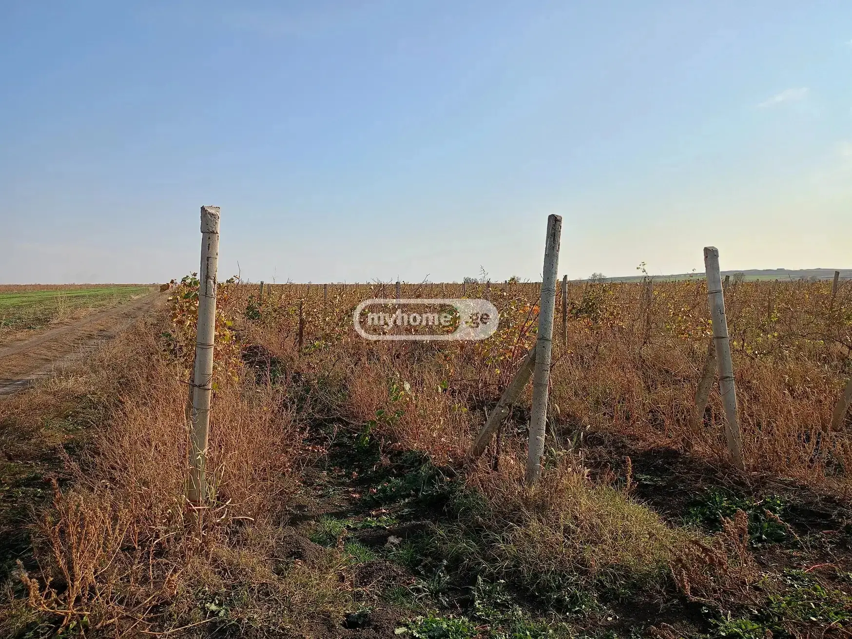 For Sale Sasoplo-Sameurneo Land Plot Sighnaghshi view 2