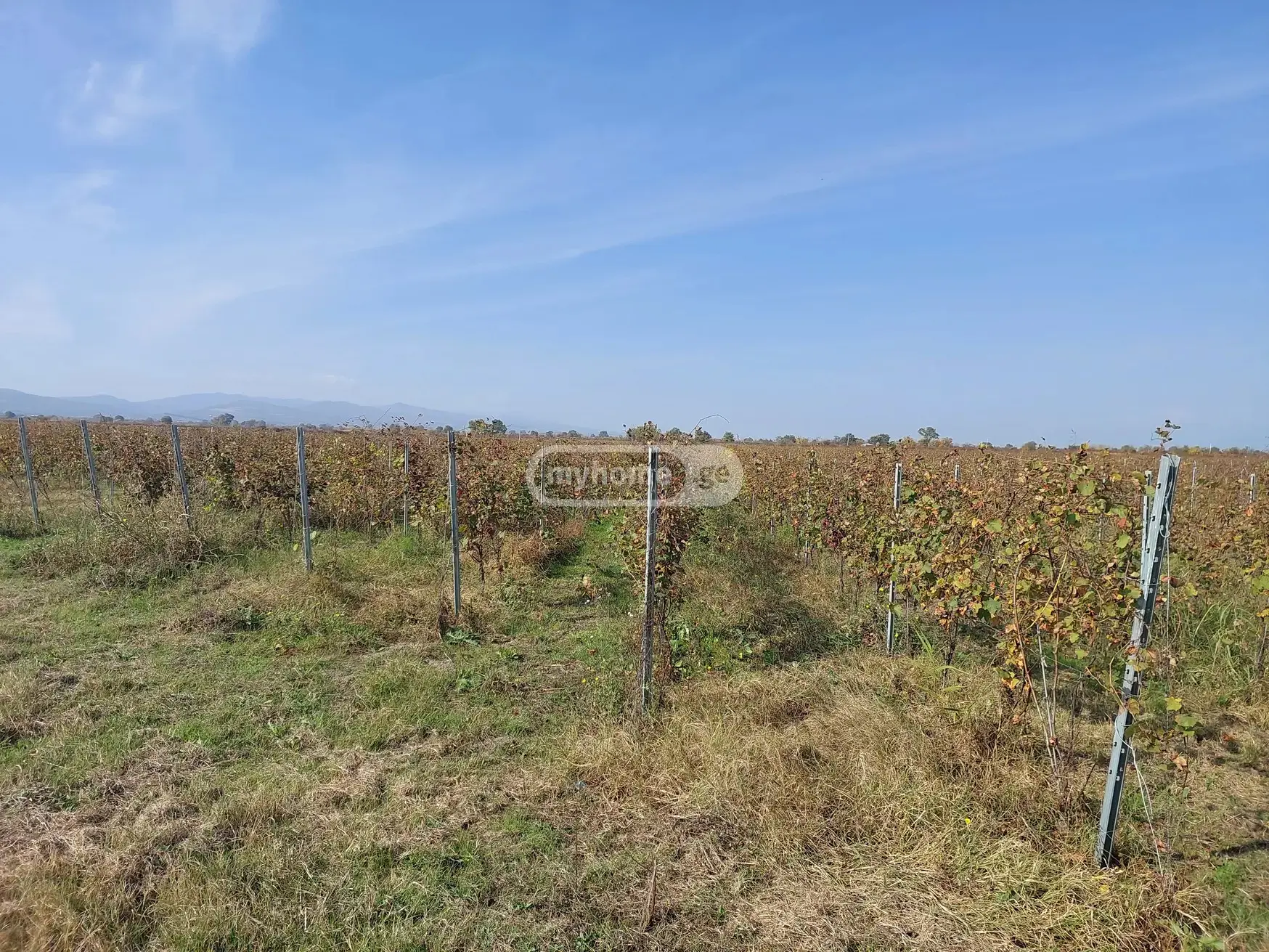 For Sale Sasoplo-Sameurneo Land Plot Gurjaanshi view 2