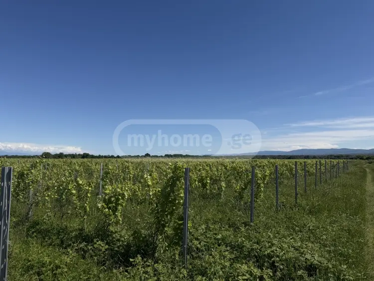 Продажа Земля / участок в Qvarlis Munitsipalitetshi view 4