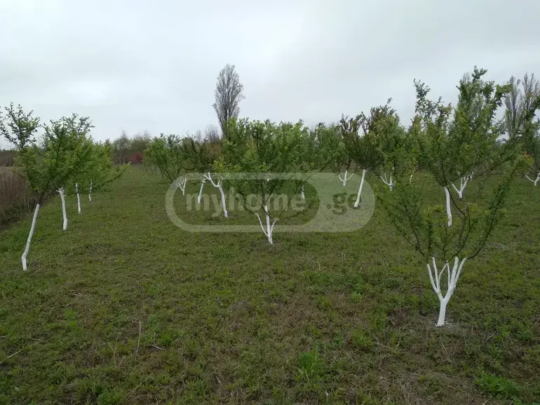 For Sale Sasoplo-Sameurneo Land Plot Senakshi view 1