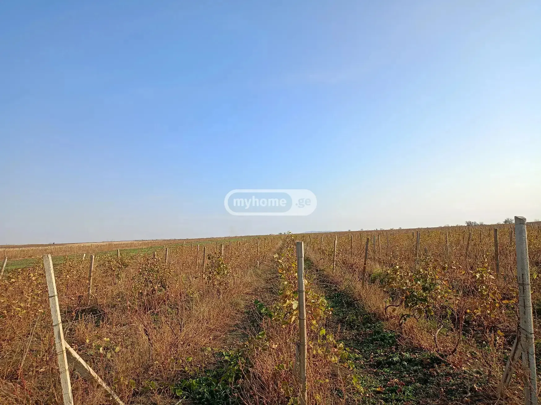 For Sale Sasoplo-Sameurneo Land Plot Sighnaghshi view 3