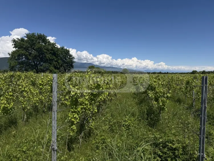 Продажа Земля / участок в Qvarlis Munitsipalitetshi view 3
