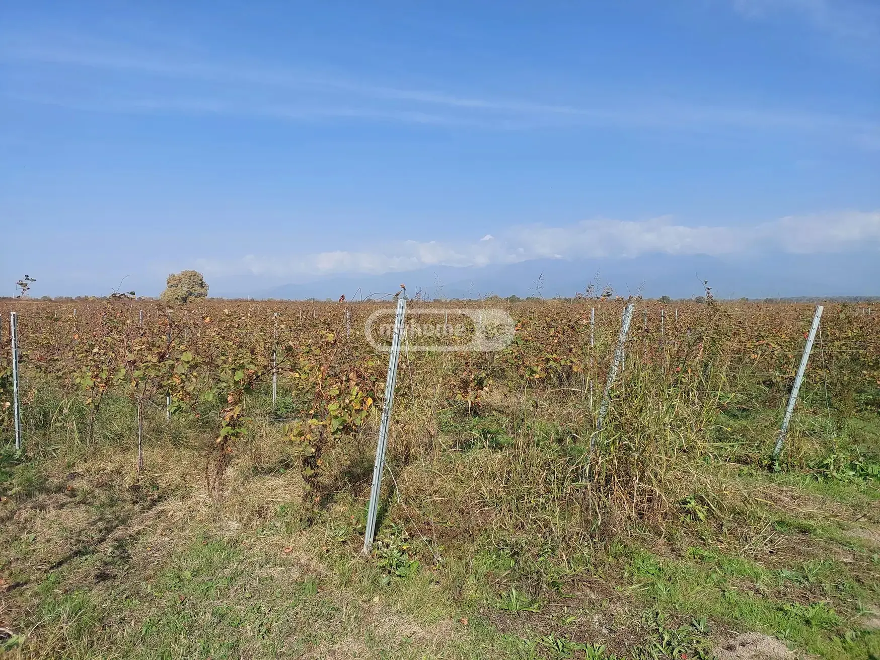 For Sale Sasoplo-Sameurneo Land Plot Gurjaanshi view 3