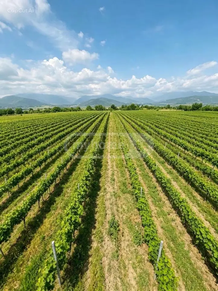 For Sale Sasoplo-Sameurneo Land Plot Qvarlis Munitsipalitetshi view 1