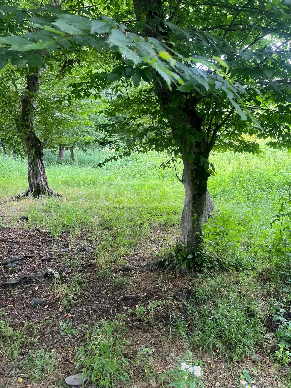 For Sale Sainvestitsio Land Plot Qvarlis Munitsipalitetshi view 7