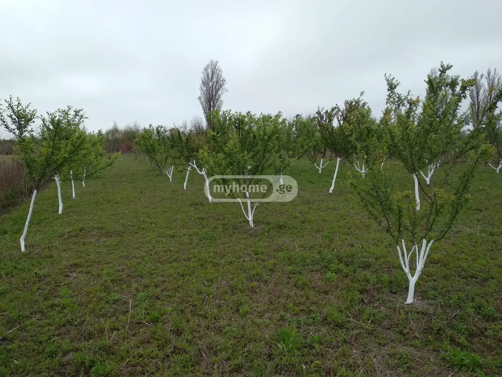 Продажа Земля / участок в Senakshi view 1