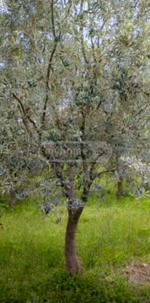იყიდება მიწა / ნაკვეთი Qvarelshiში view 2
