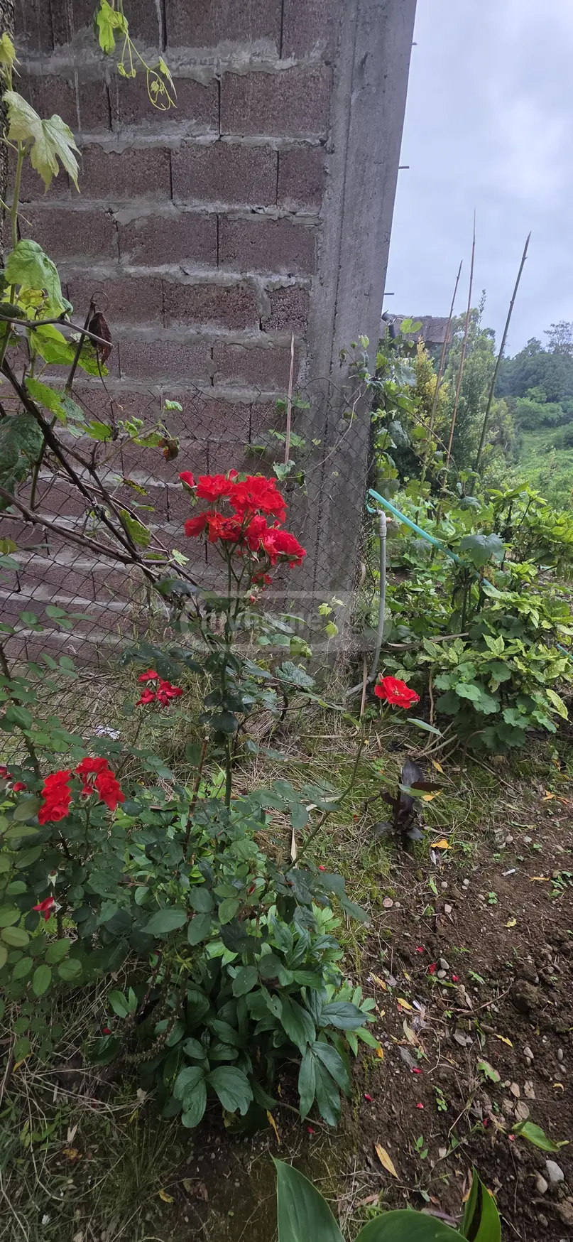 For Sale 2 Room Country House Kobuletis Munitsipalitetshi view 6