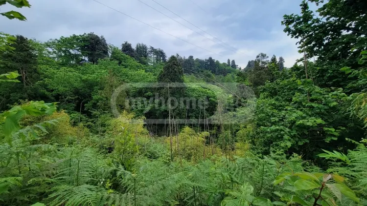 For Sale Sasoplo-Sameurneo Land Plot Kobuletis Munitsipalitetshi view 2