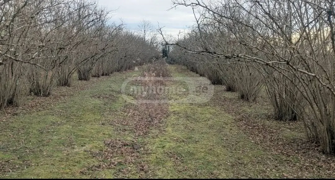 For Sale Sasoplo-Sameurneo Land Plot Zugdidis Munitsipalitetshi view 1