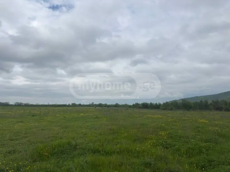 For Sale Sasoplo-Sameurneo Land Plot Lagodekhshi view 1