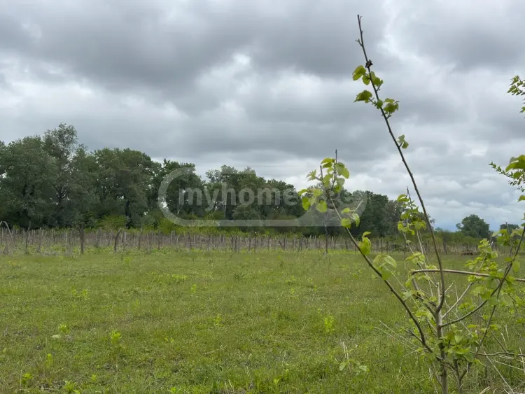 Продажа Земля / участок в Sighnaghshi view 2
