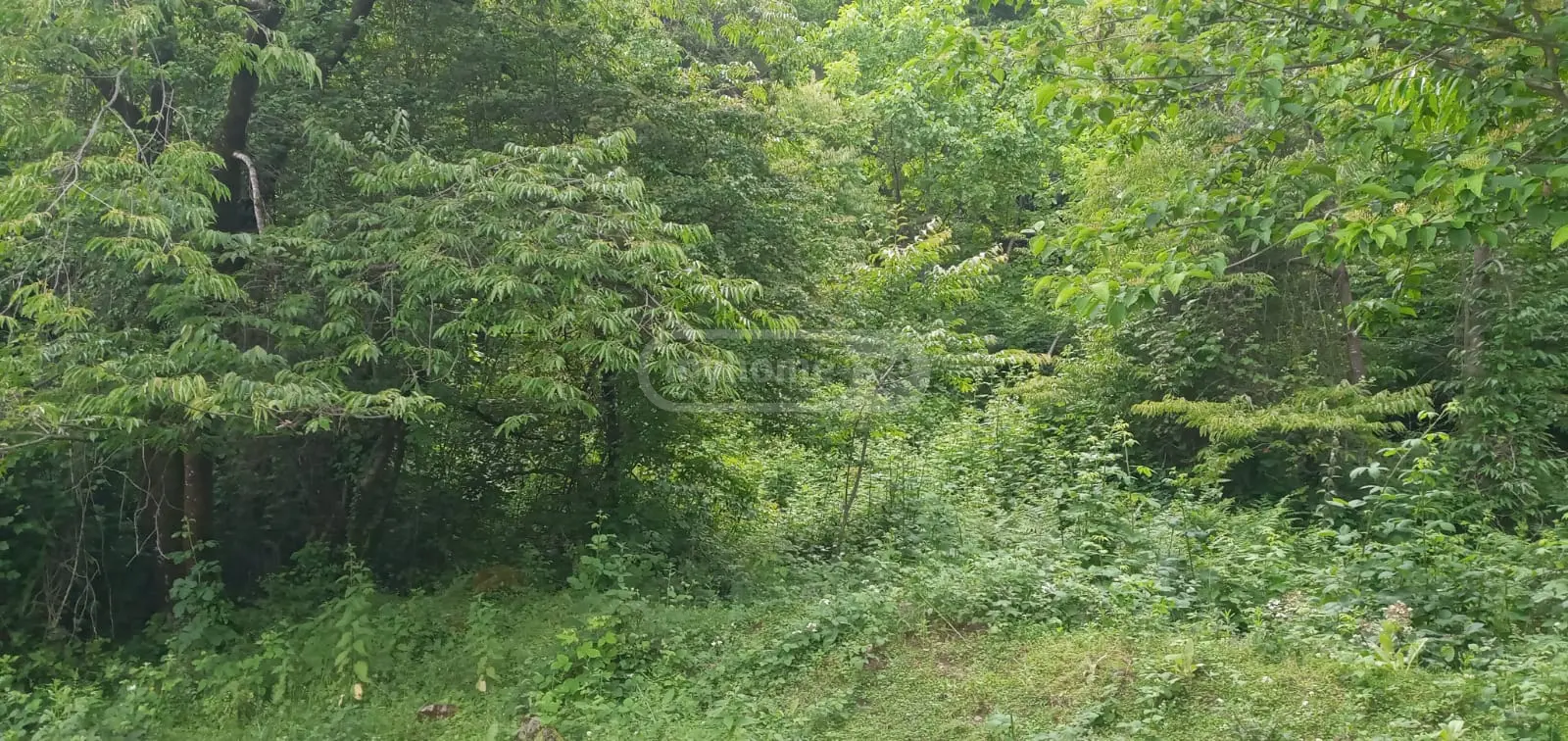 Продажа Земля / участок в Lagodekhshi view 3