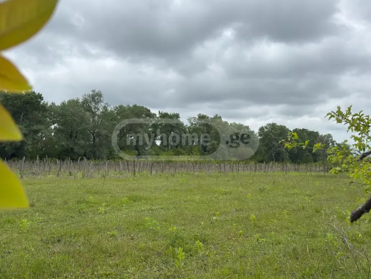Продажа Земля / участок в Sighnaghshi view 3