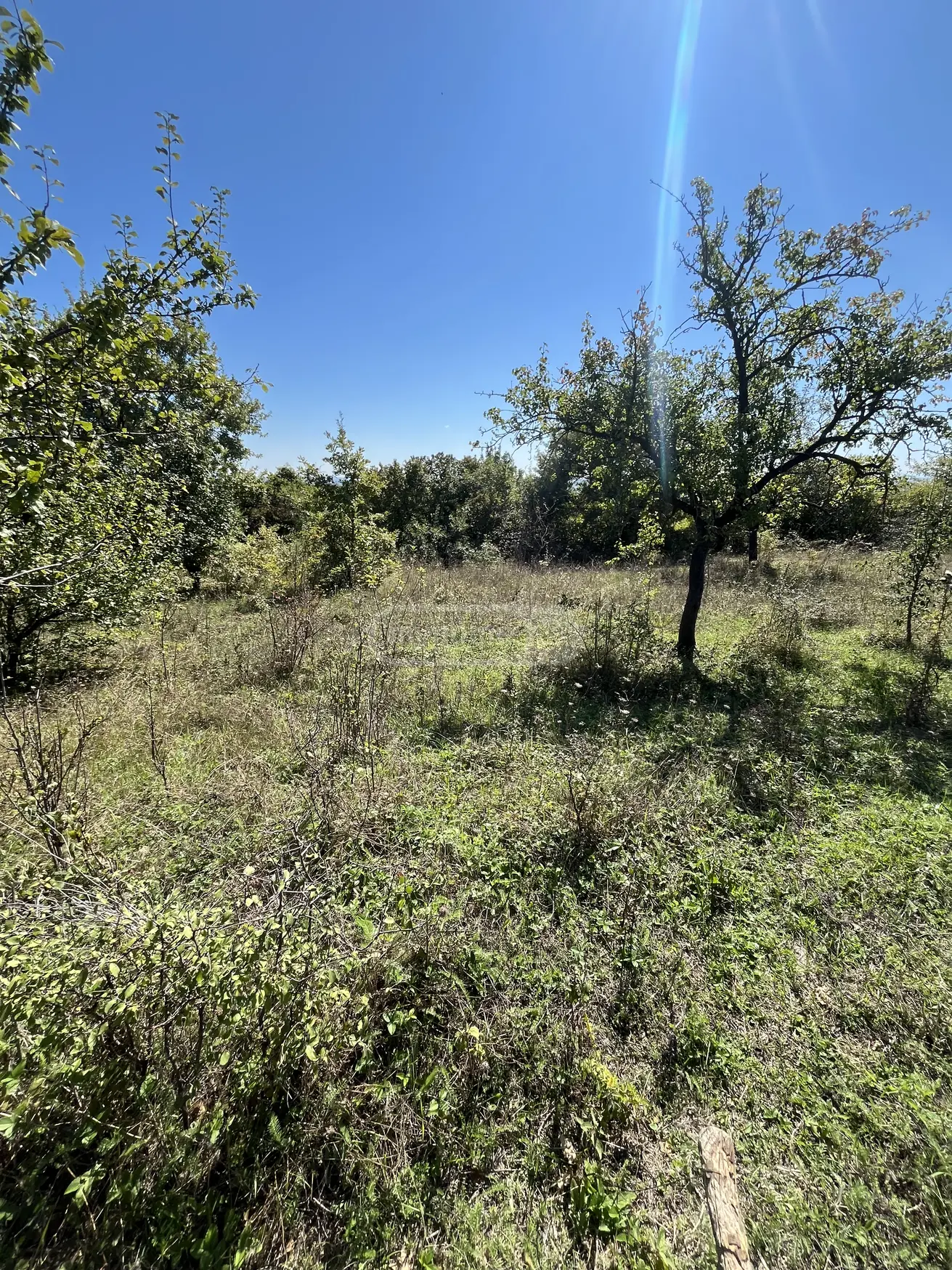 For Sale Sasoplo-Sameurneo Land Plot Gurjaanis Munitsipalitetshi view 11