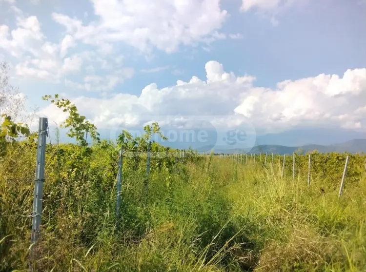 იყიდება მიწა / ნაკვეთი Qvarlis Munitsipalitetshiში view 1