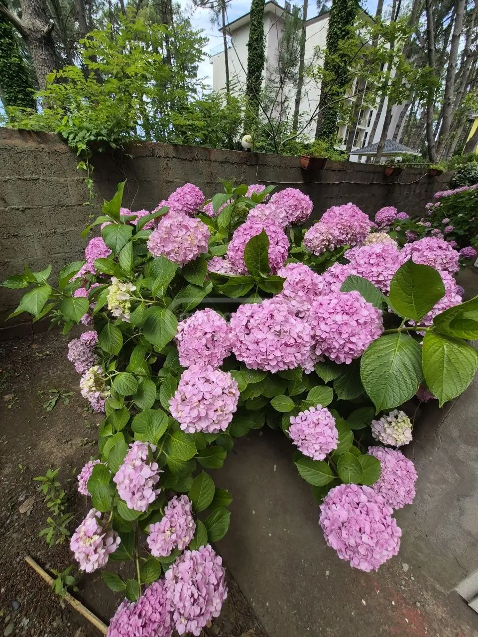 For Sale 5 Room Private House view 16