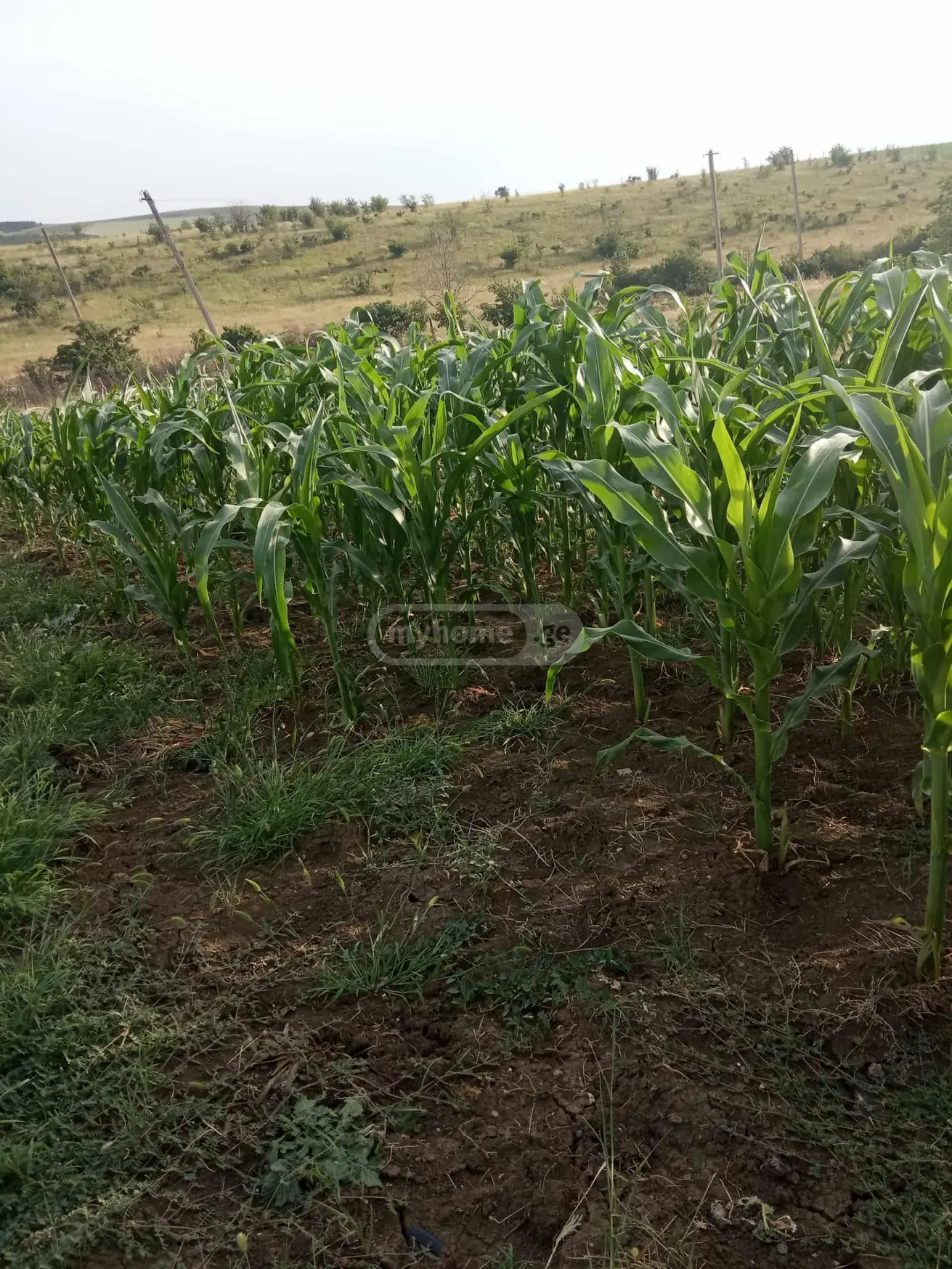 For Sale 7 Room Private House Sagarejos Munitsipalitetshi view 4