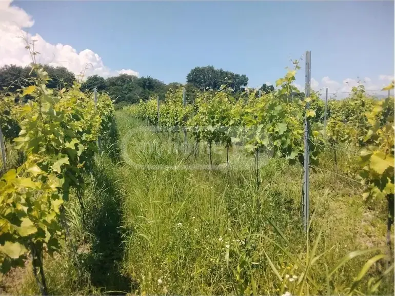 Продажа Земля / участок в Qvarelshi view 4