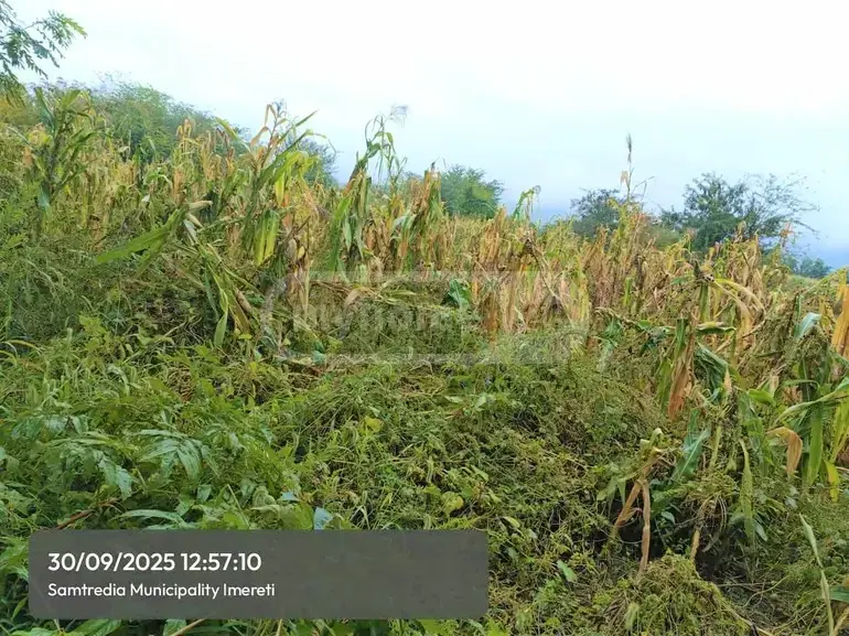 For Sale Sasoplo-Sameurneo Land Plot Samtrediashi view 2
