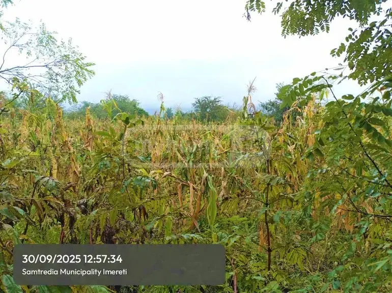 For Sale Sasoplo-Sameurneo Land Plot Samtrediashi view 3