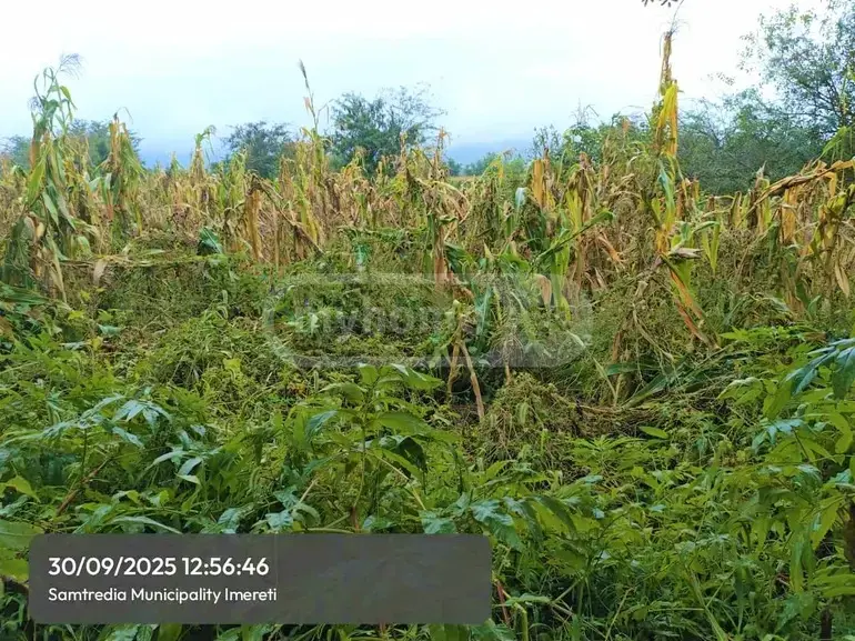 For Sale Sasoplo-Sameurneo Land Plot Samtrediashi view 1