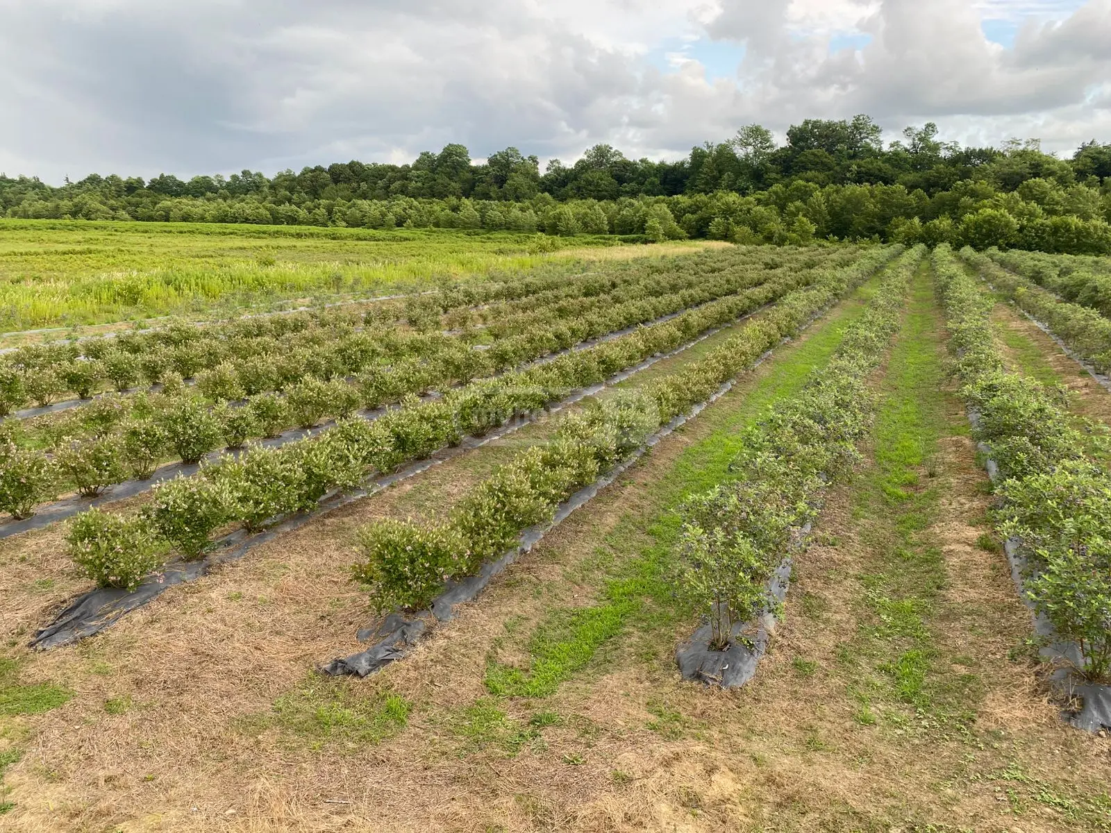 For Sale Sasoplo-Sameurneo Land Plot Zugdidshi view 15