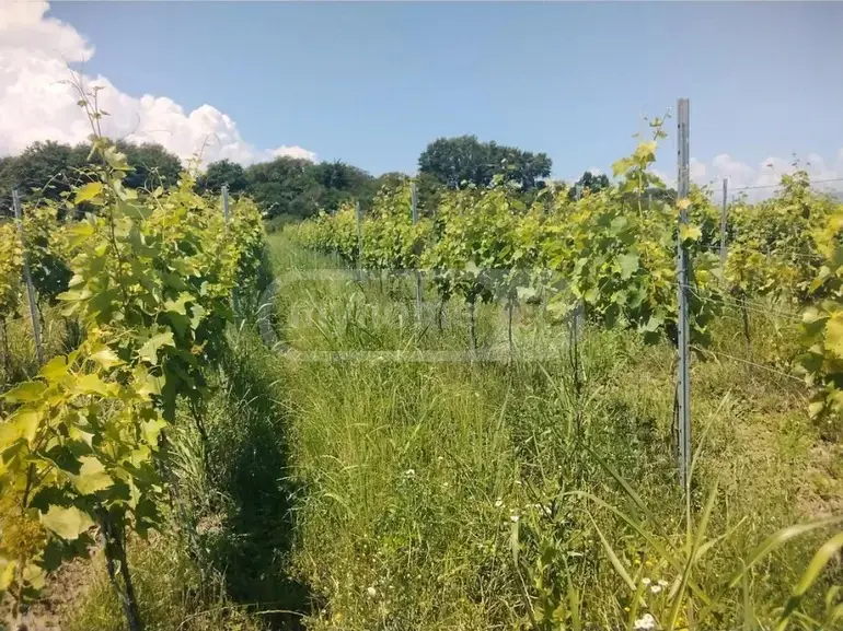 Продажа Земля / участок в Qvarelshi view 5