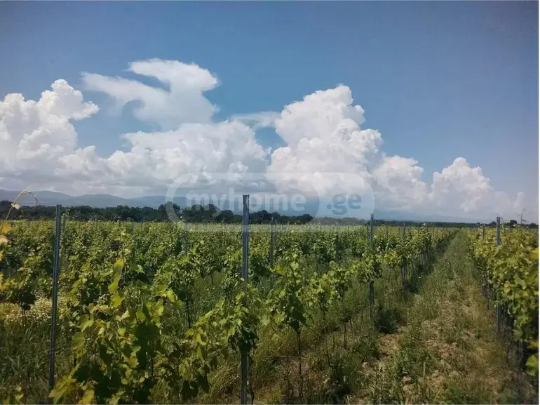Продажа Земля / участок в Qvarelshi view 3