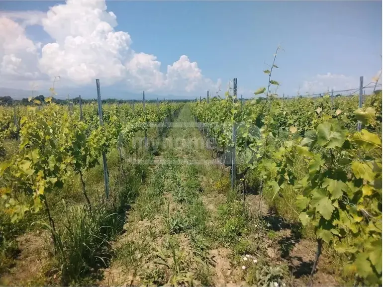Продажа Земля / участок в Qvarelshi view 1