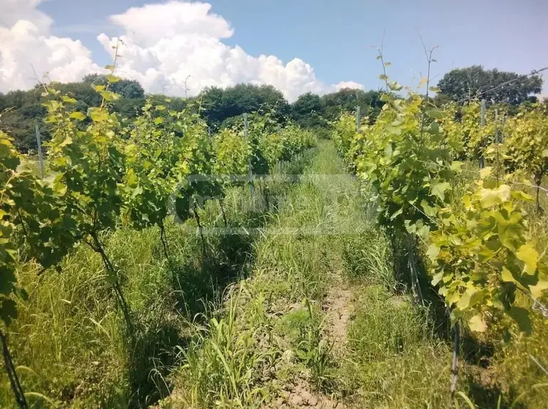 Продажа Земля / участок в Qvarelshi view 2